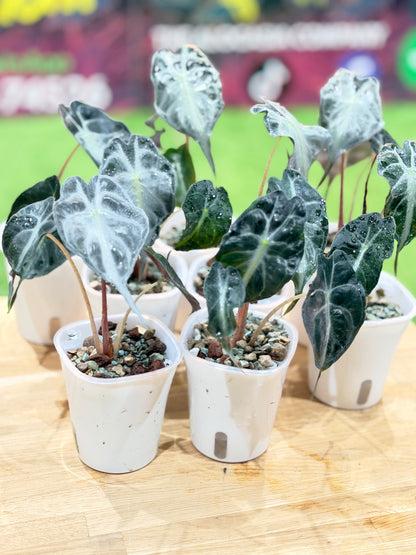 ALOCASIA VENOM