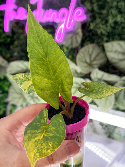 ALOCASIA REGINAE SILVER AUREA VARIEGATED