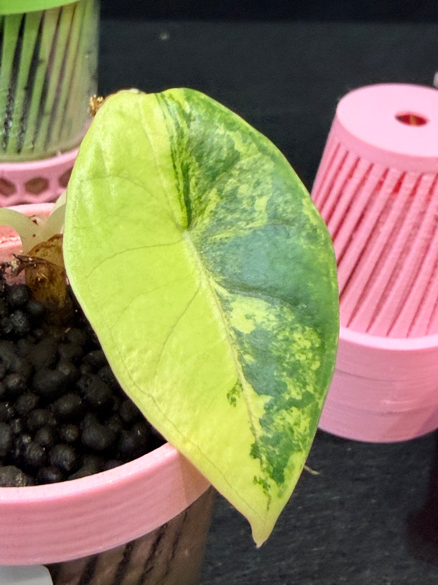 ALOCASIA NEBULA AUREA VARIEGATED