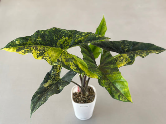 Alocasia Simpo Aurea