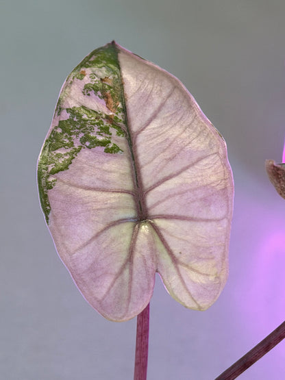 ALOCASIA MACRORRHIZOS 'PLUMBEA' NIGRA PINK VARIEGATED