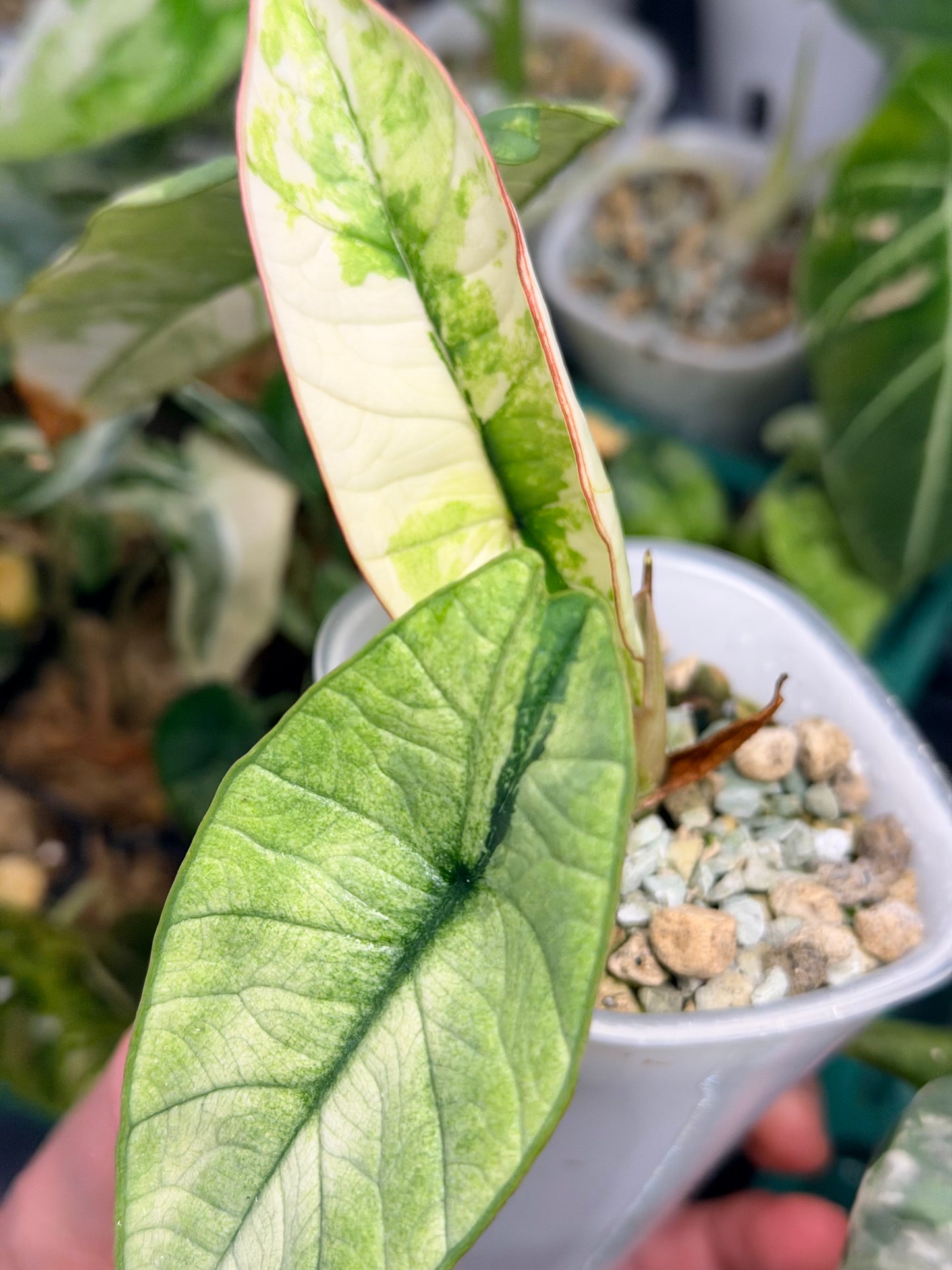 ALOCASIA BISMA PLATINUM ALBO VARIEGATED