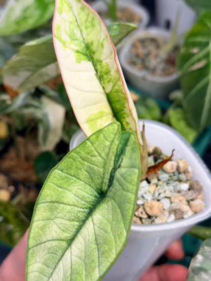ALOCASIA BISMA PLATINUM ALBO VARIEGATED