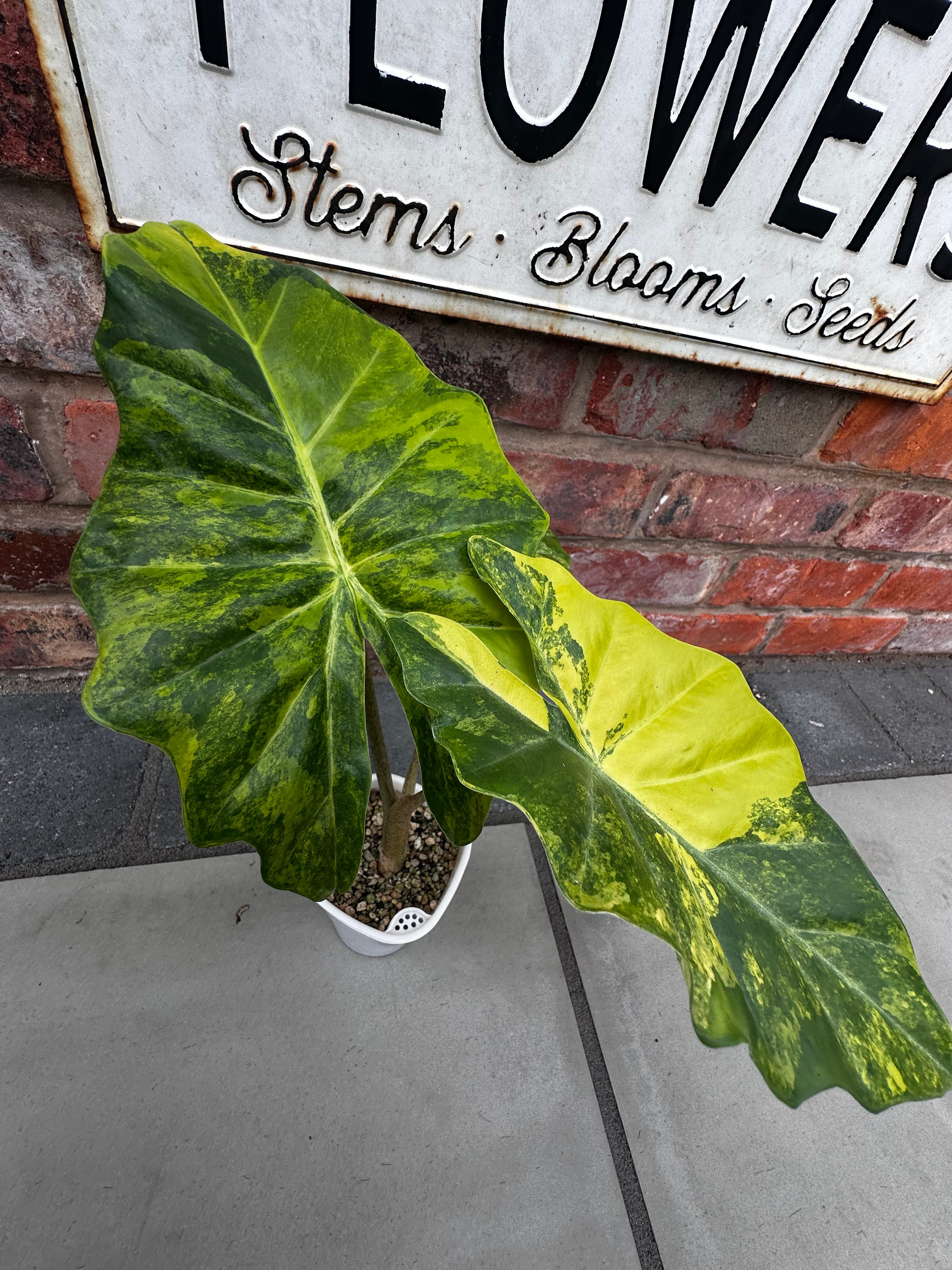 Alocasia Portora Aurea – Rare Yellow Variegated Plant – The