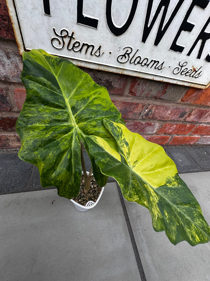 ALOCASIA PORTORA AUREA