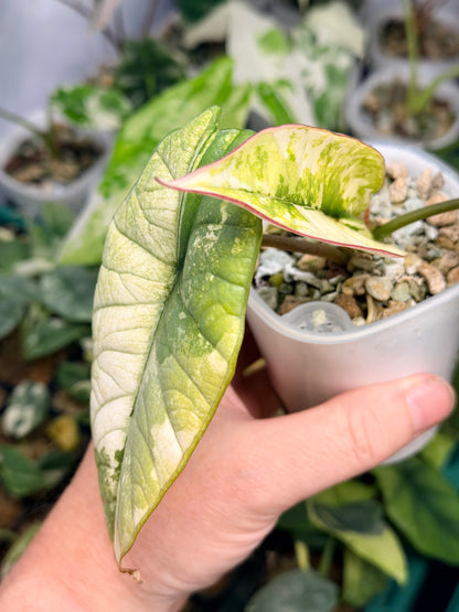 ALOCASIA BISMA PLATINUM ALBO VARIEGATED