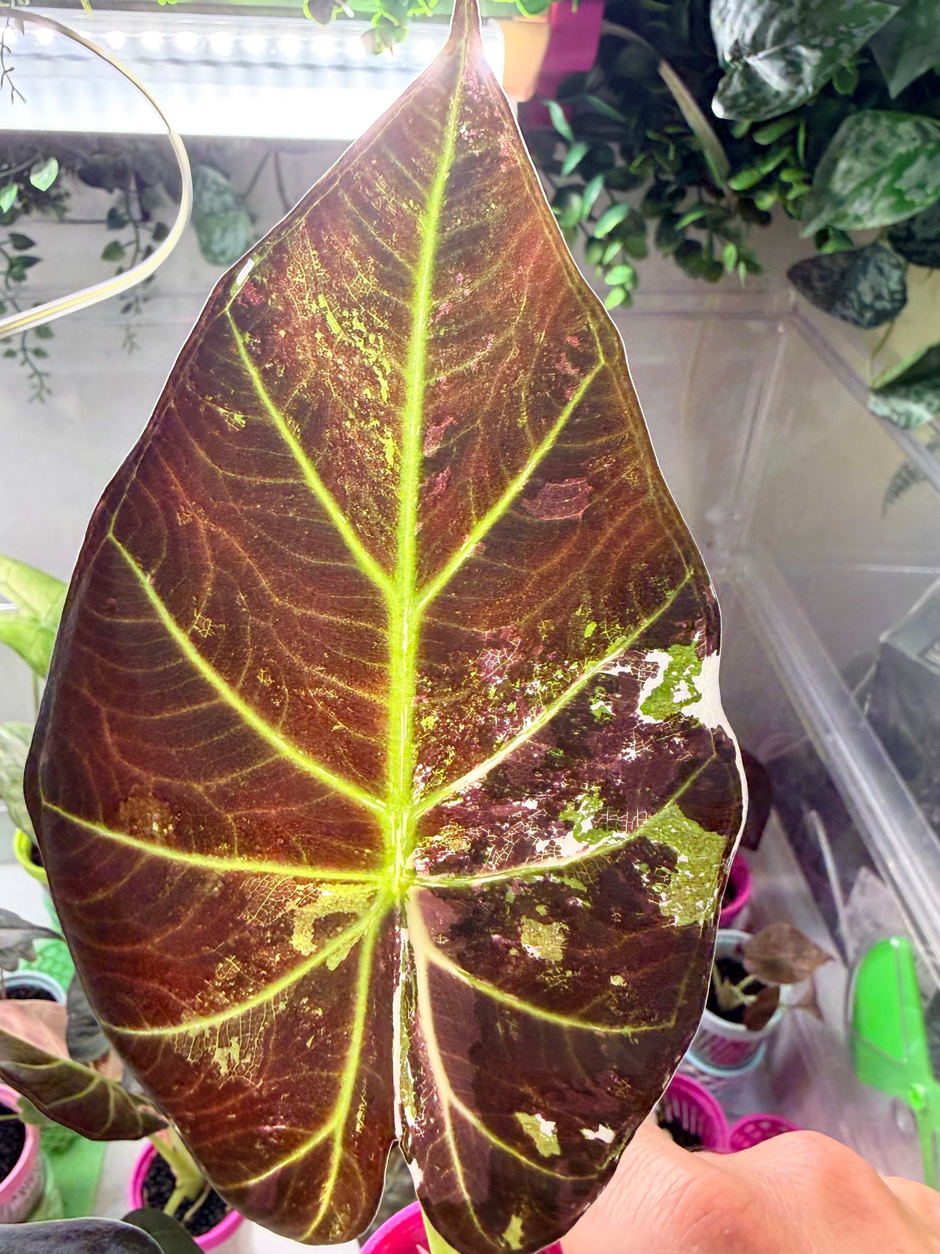 ALOCASIA REGAL SHEILDS ALBO – The Alocasia Company
