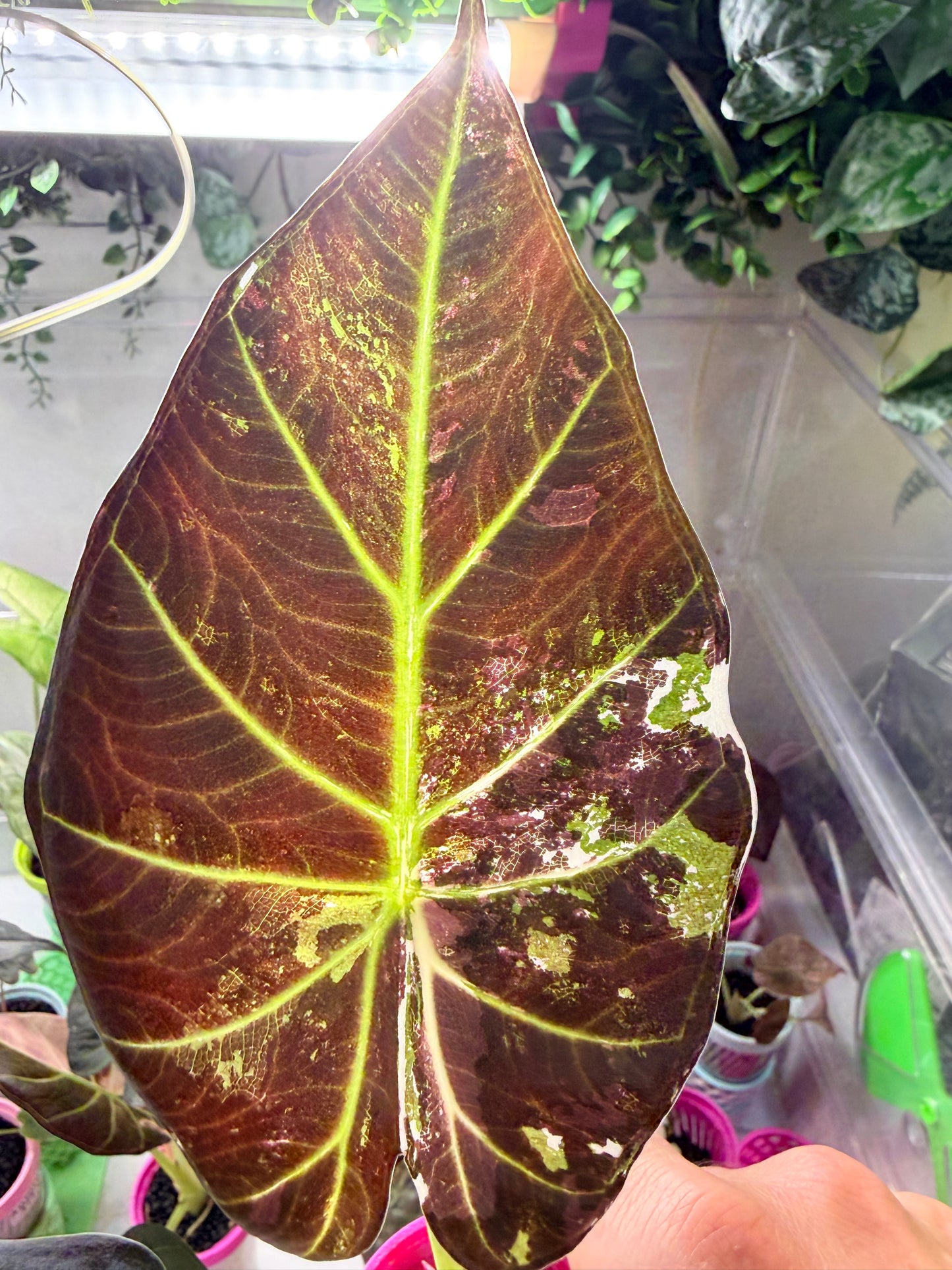 ALOCASIA REGAL SHEILDS ALBO