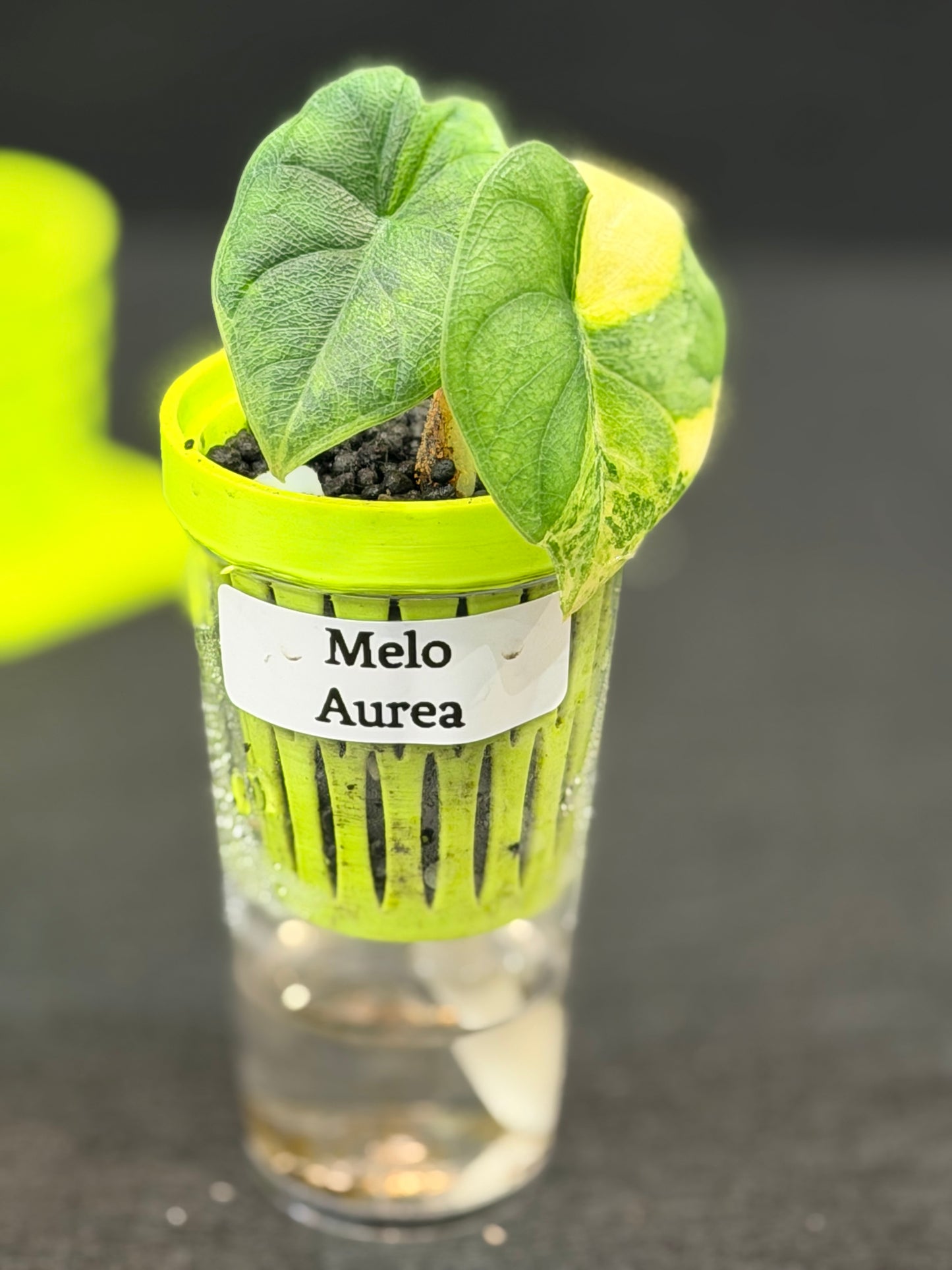 ALOCASIA MELO AUREA