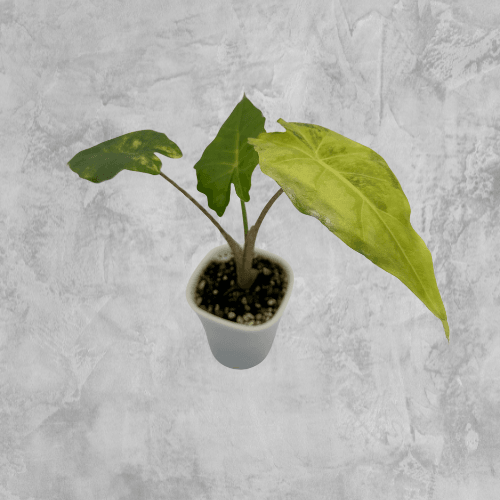 Portora Aurea - The Alocasia Company