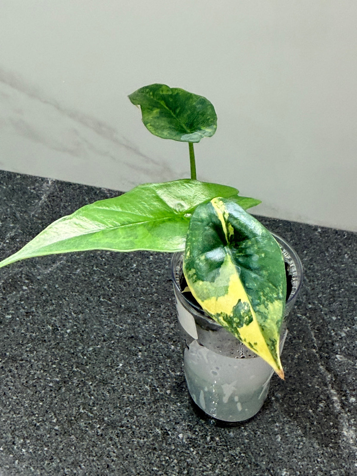 Alocasia 'Simpo' Aurea, vivid golden-yellow aurea sectors against deep green foliage