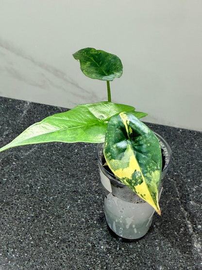 ALOCASIA SIMPO AUREA