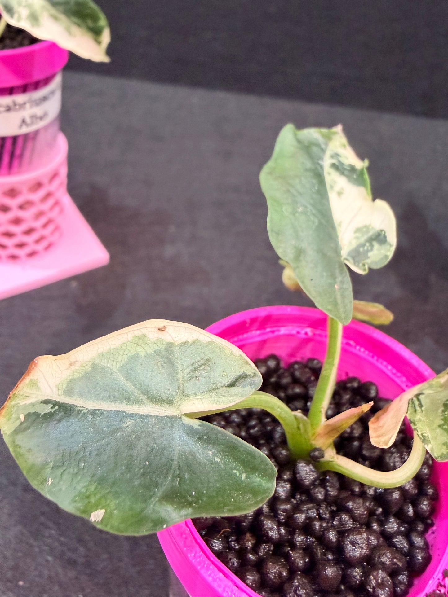 ALOCASIA SCABRIUSCULA ALBO VARIEGATED