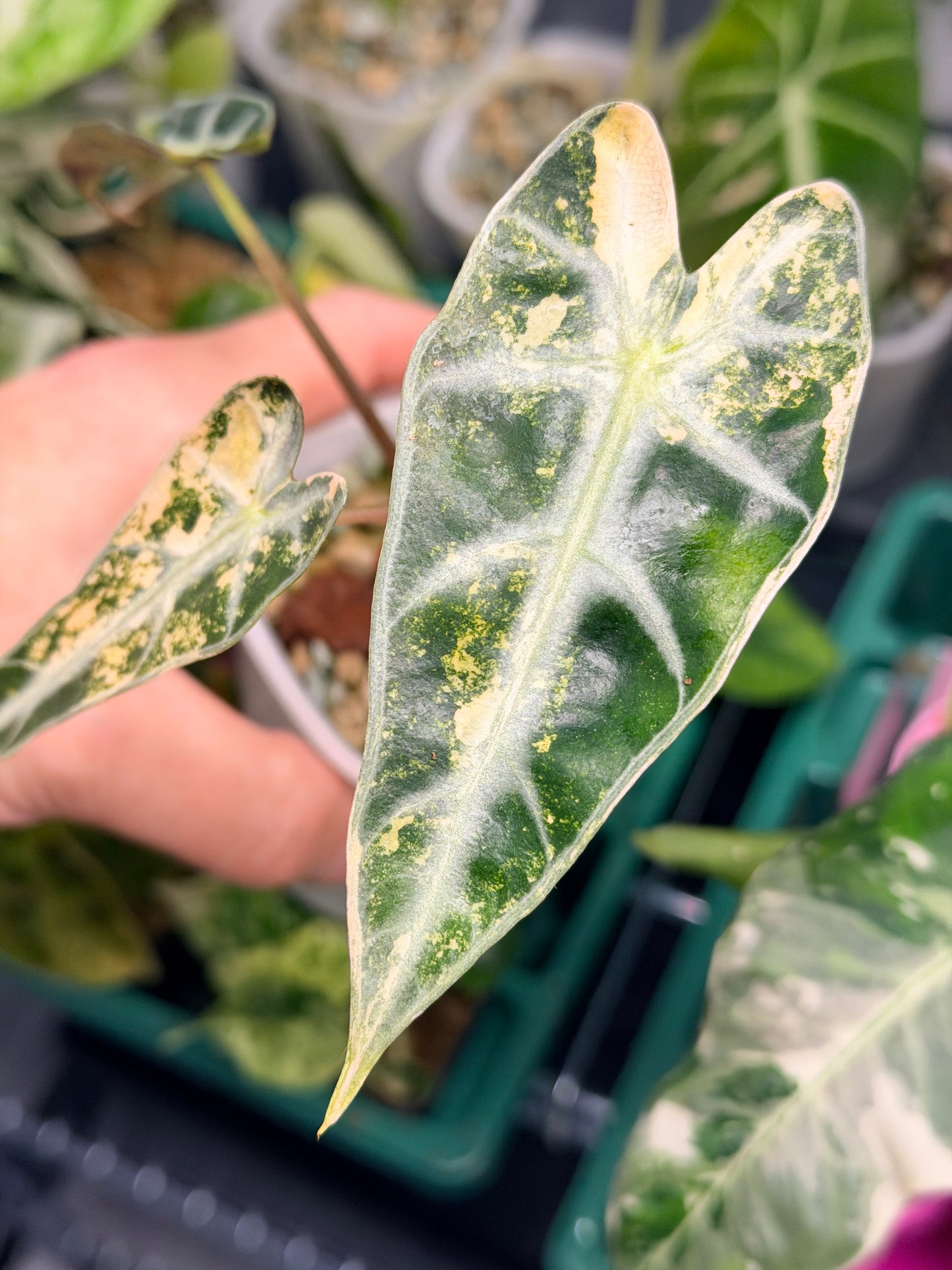ALOCASIA BAMBINO AUREA