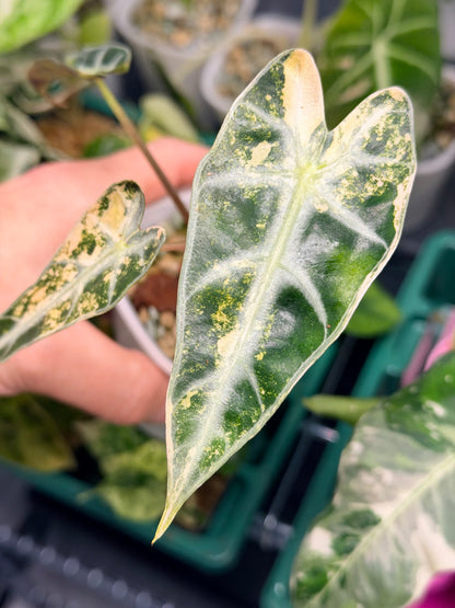 ALOCASIA BAMBINO AUREA