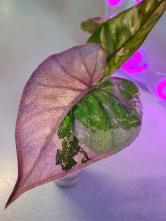 ALOCASIA MACRORRHIZOS 'PLUMBEA' NIGRA PINK VARIEGATED