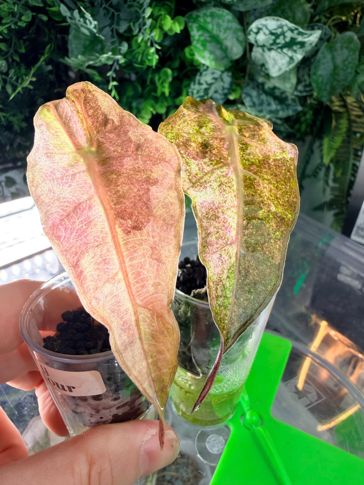 Alocasia 'Polly' Tri-Colour Variegated, pink, yellow and white marbling on arrow-shaped leaves