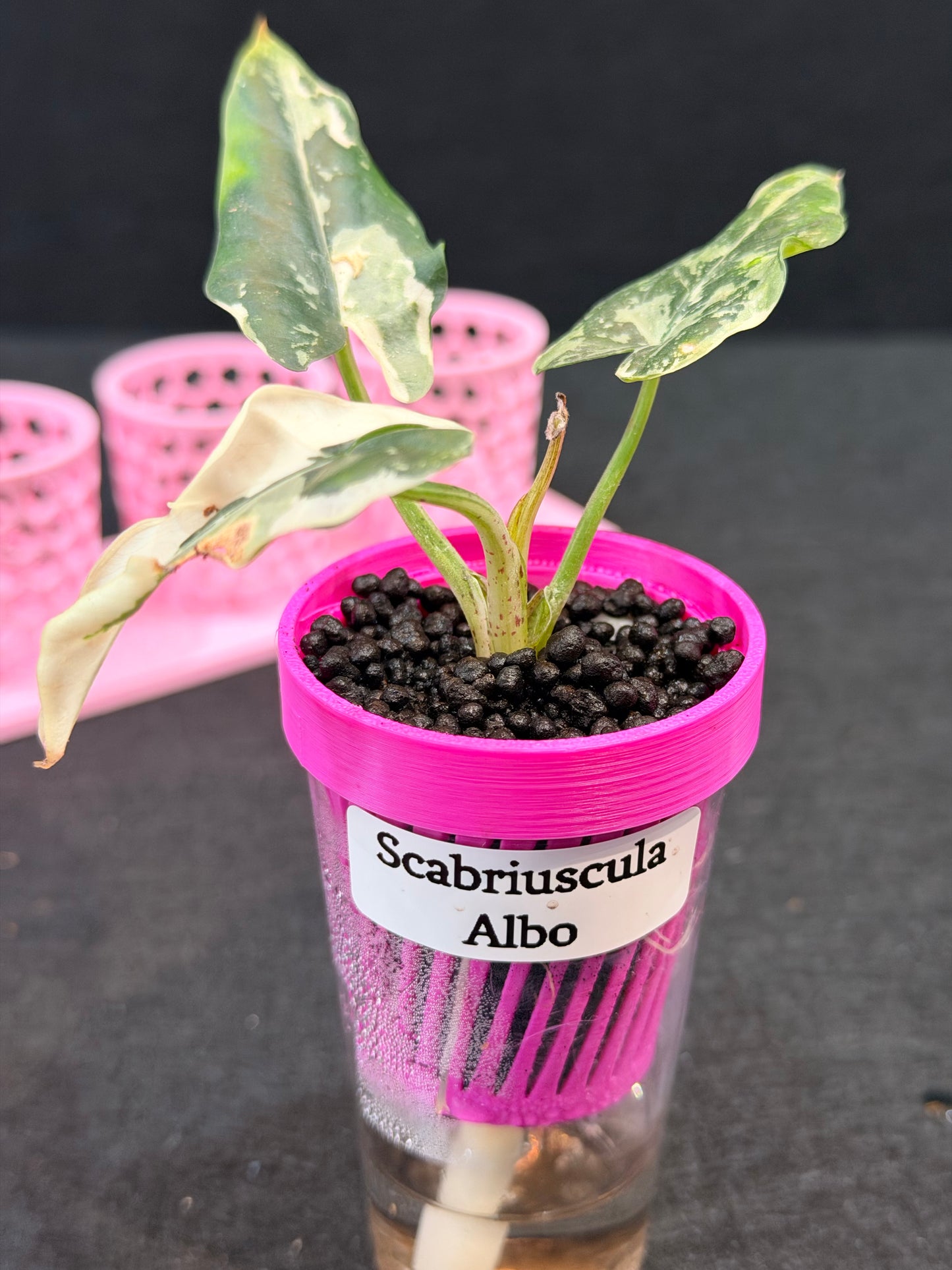 ALOCASIA SCABRIUSCULA ALBO VARIEGATED