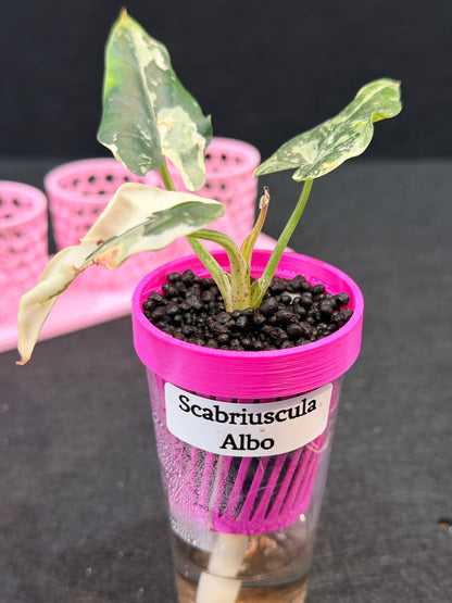 ALOCASIA SCABRIUSCULA ALBO VARIEGATED
