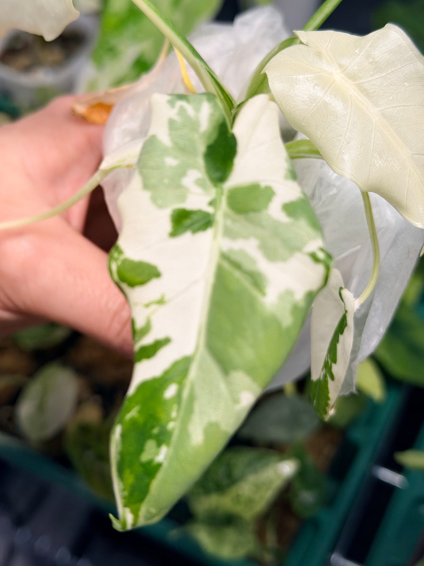 ALOCASIA ODORA OKINAWA SILVER ALBO
