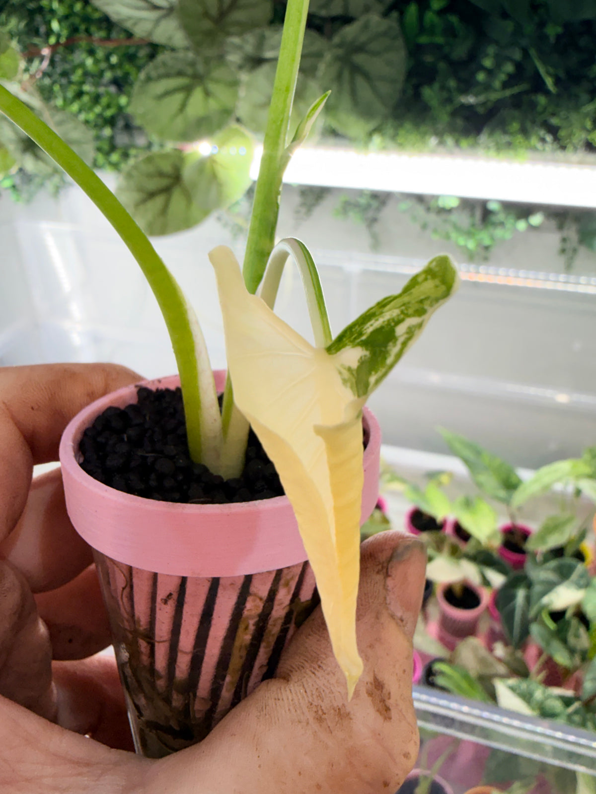 ALOCASIA CUCULLATA 'CRINKLES' ALBO VARIEGATED