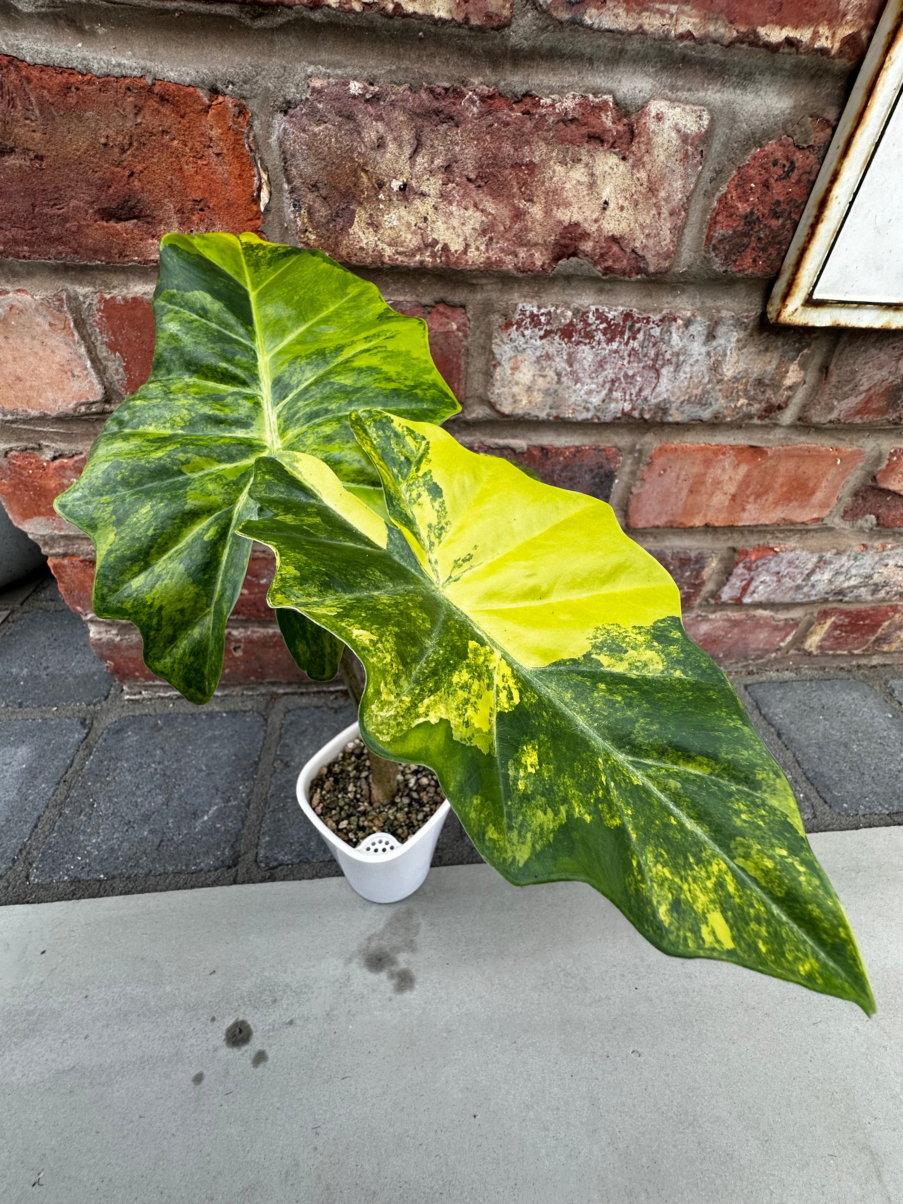 Alocasia Portora Aurea – Rare Yellow Variegated Plant – The