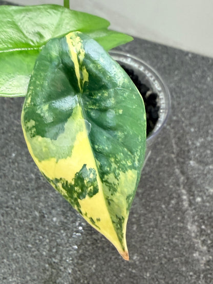 ALOCASIA SIMPO AUREA