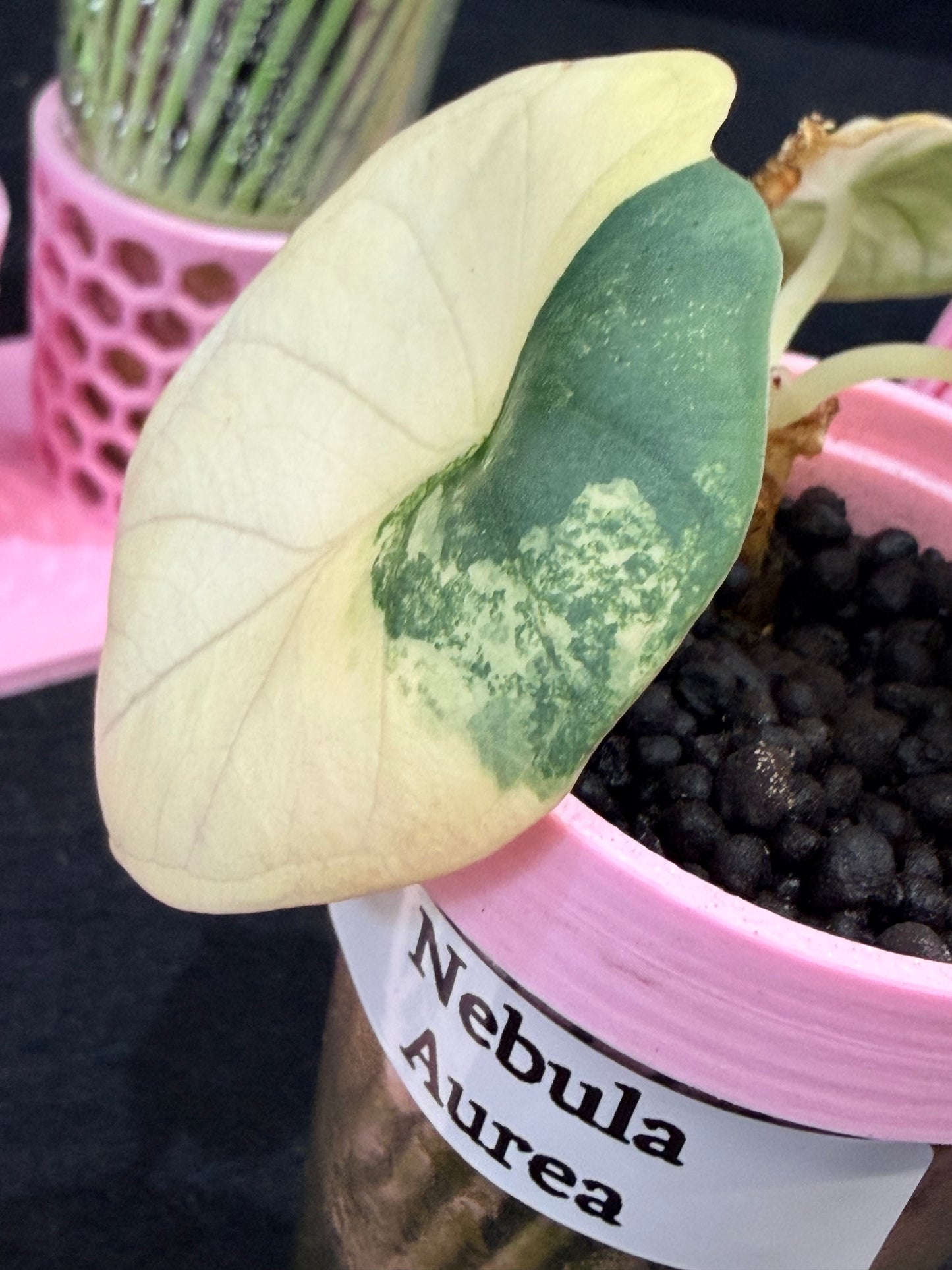 ALOCASIA NEBULA AUREA VARIEGATED