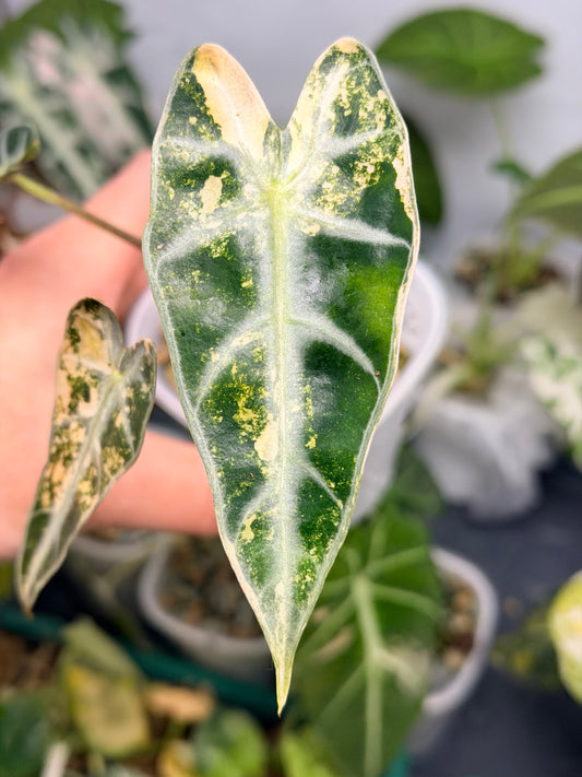 ALOCASIA BAMBINO AUREA