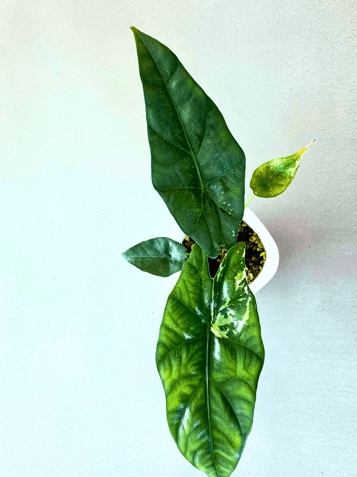 Alocasia 'Simpo' Albo, creamy-white albo sectors in bold patches across glossy elongated blades