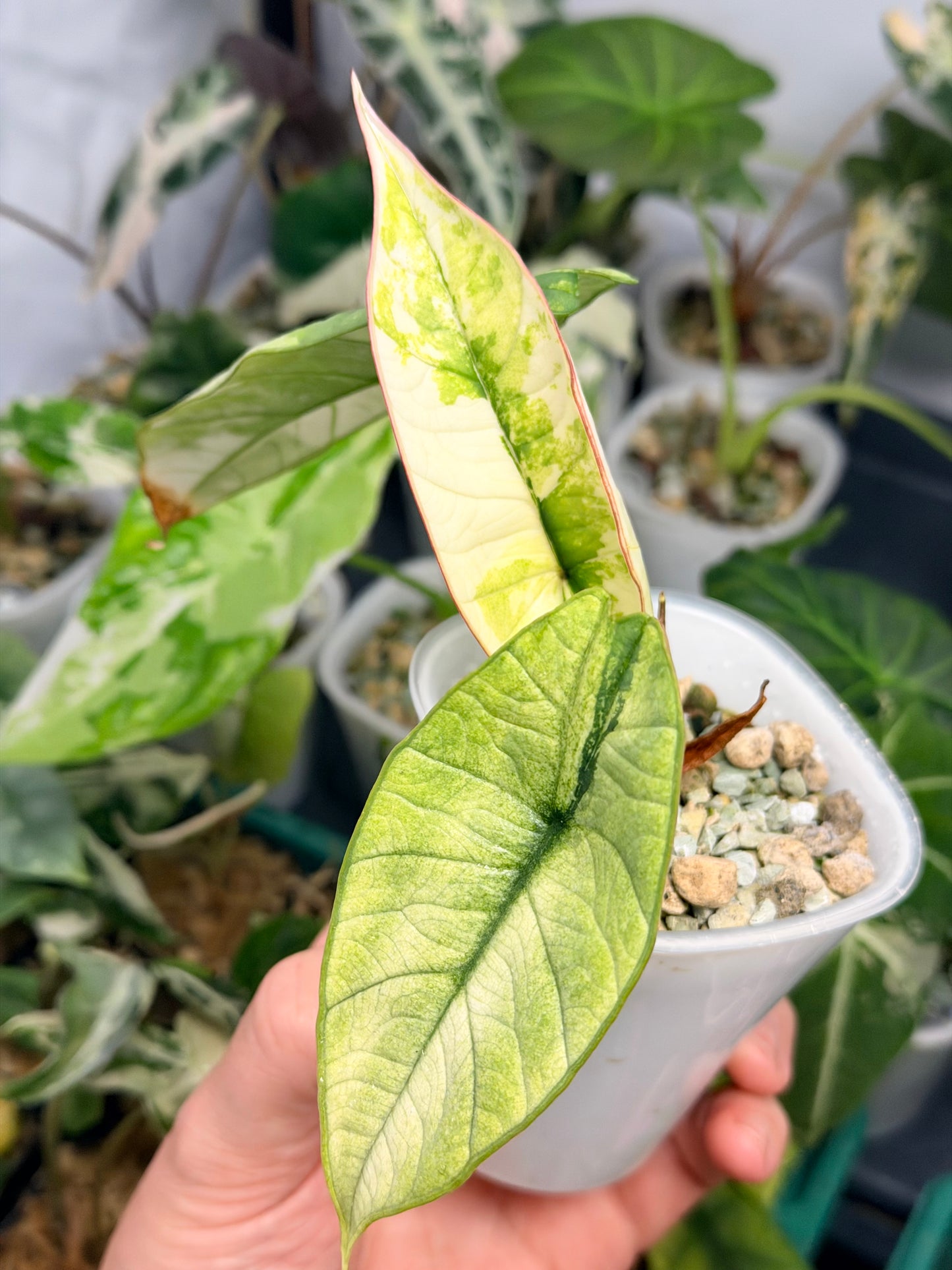 ALOCASIA BISMA PLATINUM ALBO VARIEGATED
