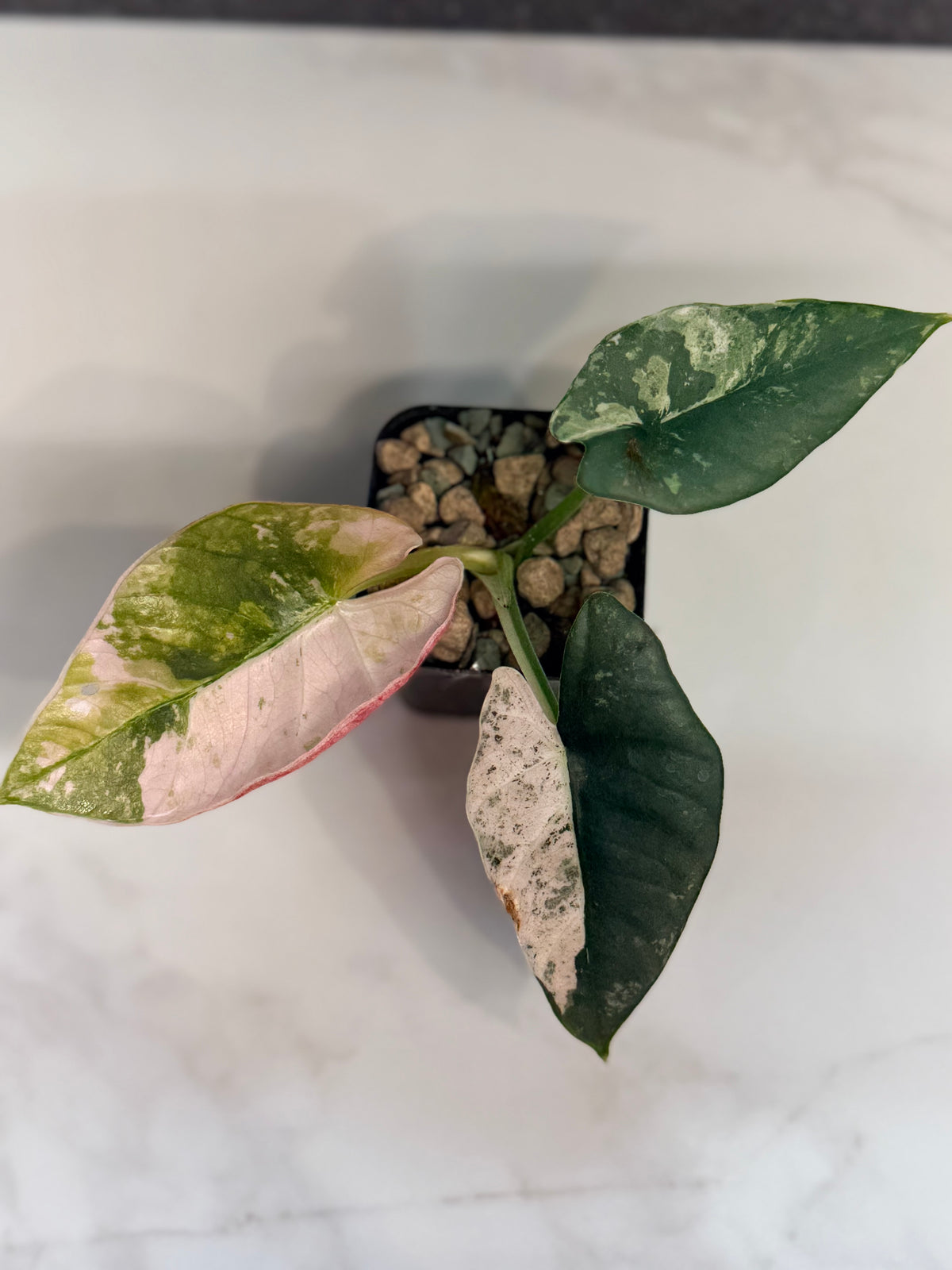 ALOCASIA REGINAE SILVER ALBO VARIEGATED