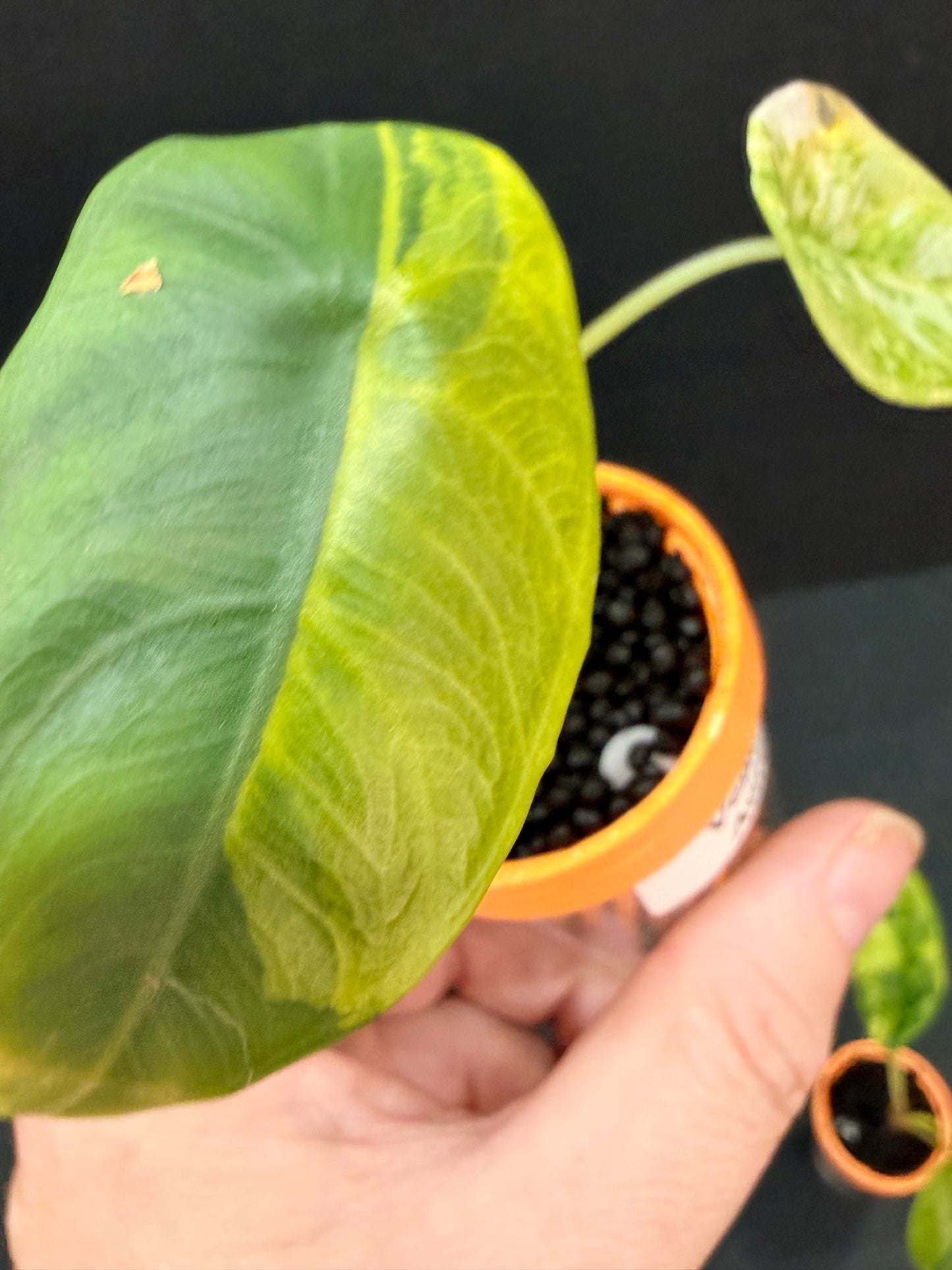 ALOCASIA VENUSTA AUREA