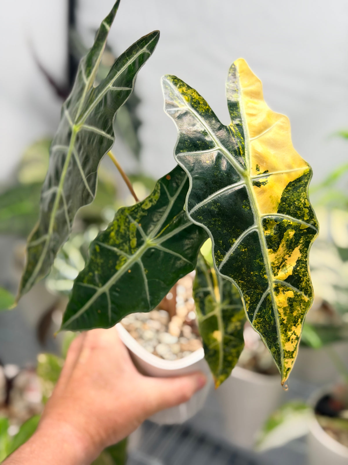 Alocasia sanderiana Aurea Variegated, yellow-gold sectors across deeply lobed kris-edged leaves