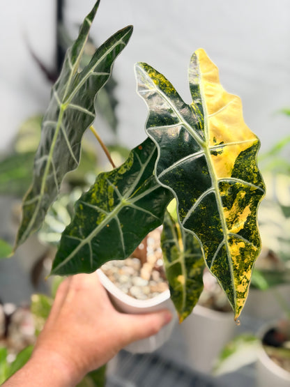 Alocasia sanderiana Aurea Variegated, yellow-gold sectors across deeply lobed kris-edged leaves