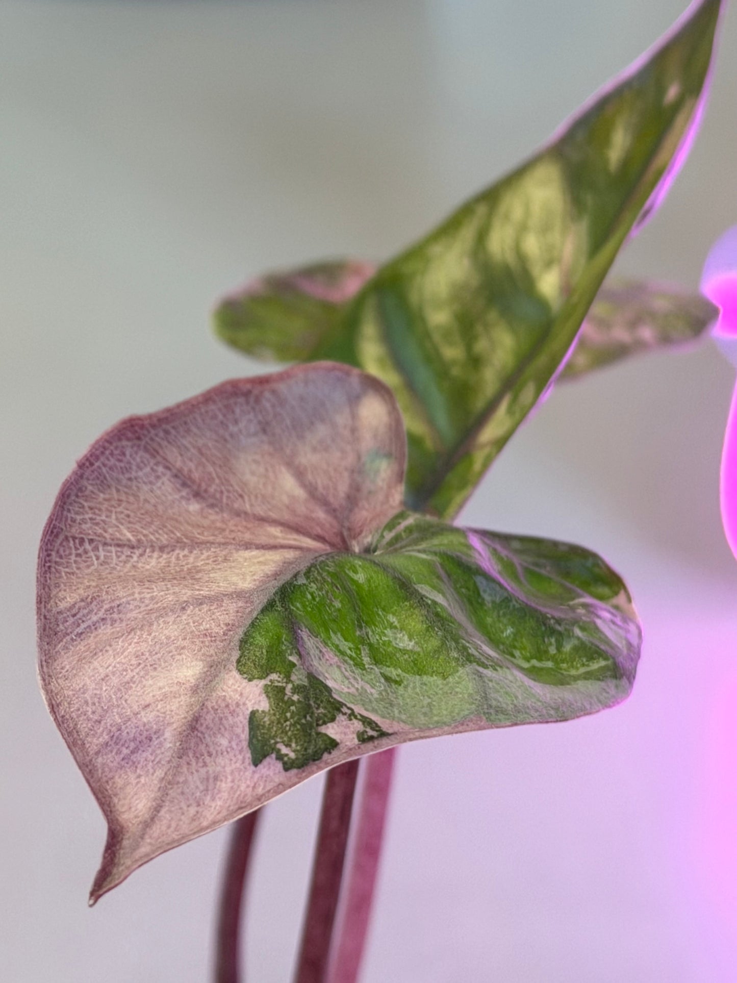 ALOCASIA MACRORRHIZOS 'PLUMBEA' NIGRA PINK VARIEGATED