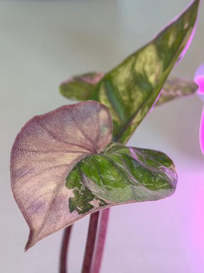 ALOCASIA MACRORRHIZOS 'PLUMBEA' NIGRA PINK VARIEGATED