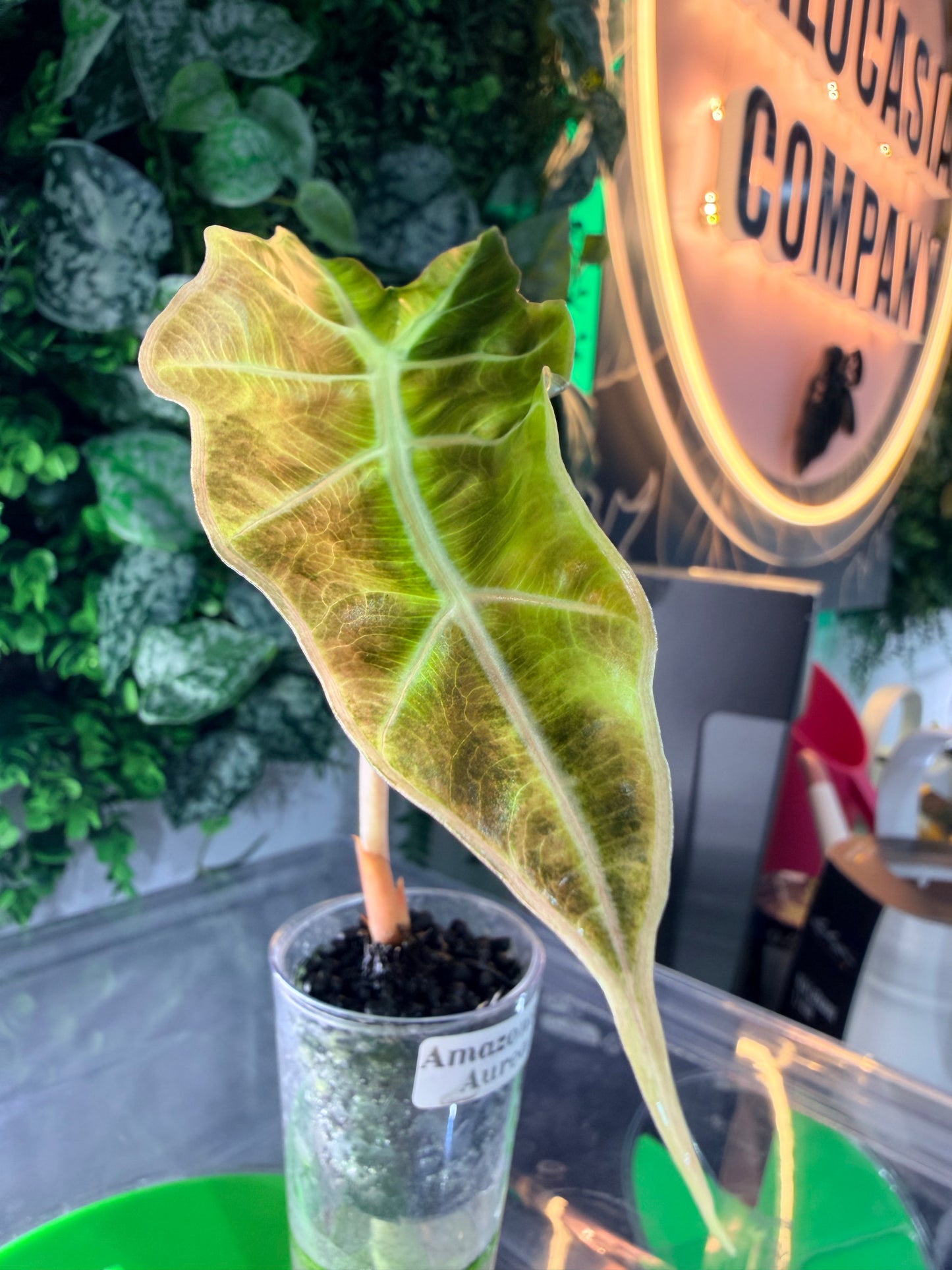 Alocasia Amazonica Aurea