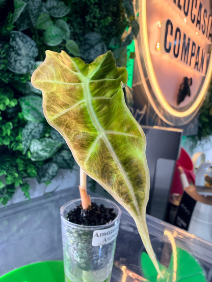 ALOCASIA AMAZONICA AUREA