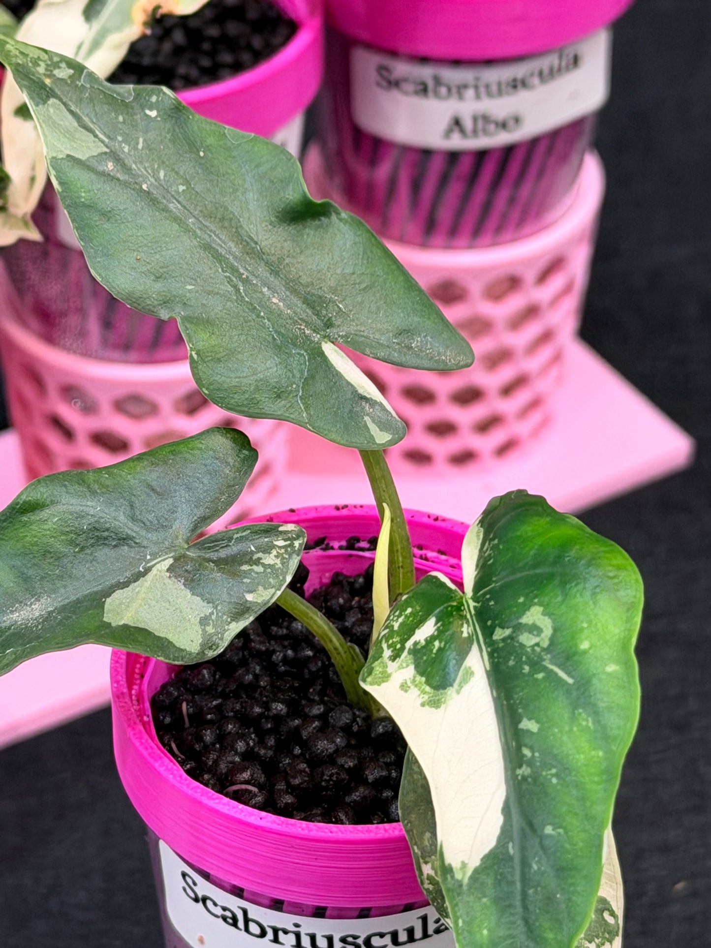 ALOCASIA SCABRIUSCULA ALBO VARIEGATED