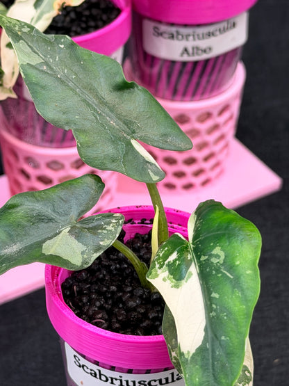 ALOCASIA SCABRIUSCULA ALBO VARIEGATED