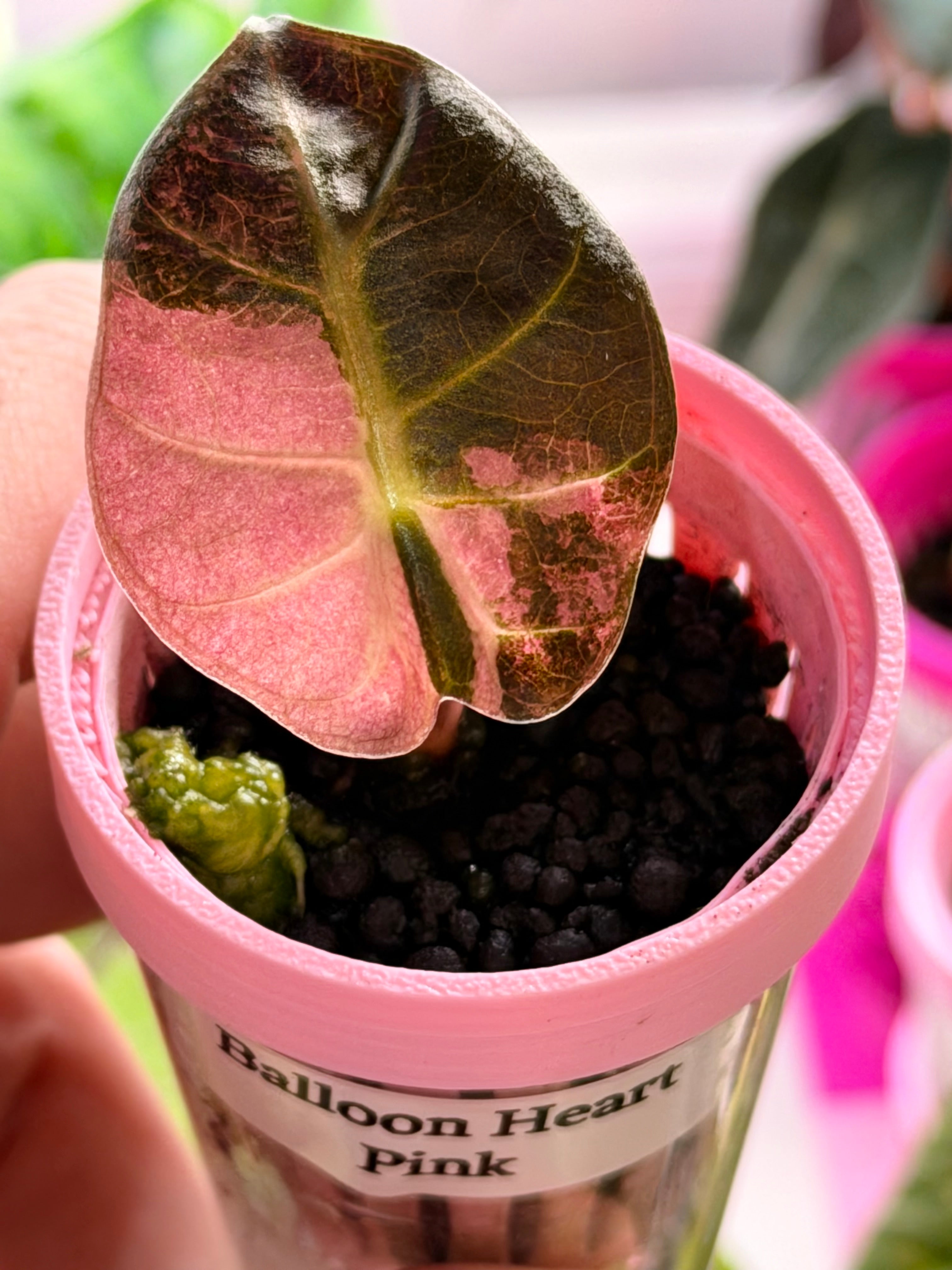 ALOCASIA HEART BALLON PINK VARIGATED④ ALOCASIA BALLOON HEART PINK – The Alocasia Company