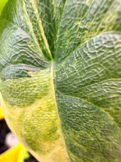 ALOCASIA MELO AUREA