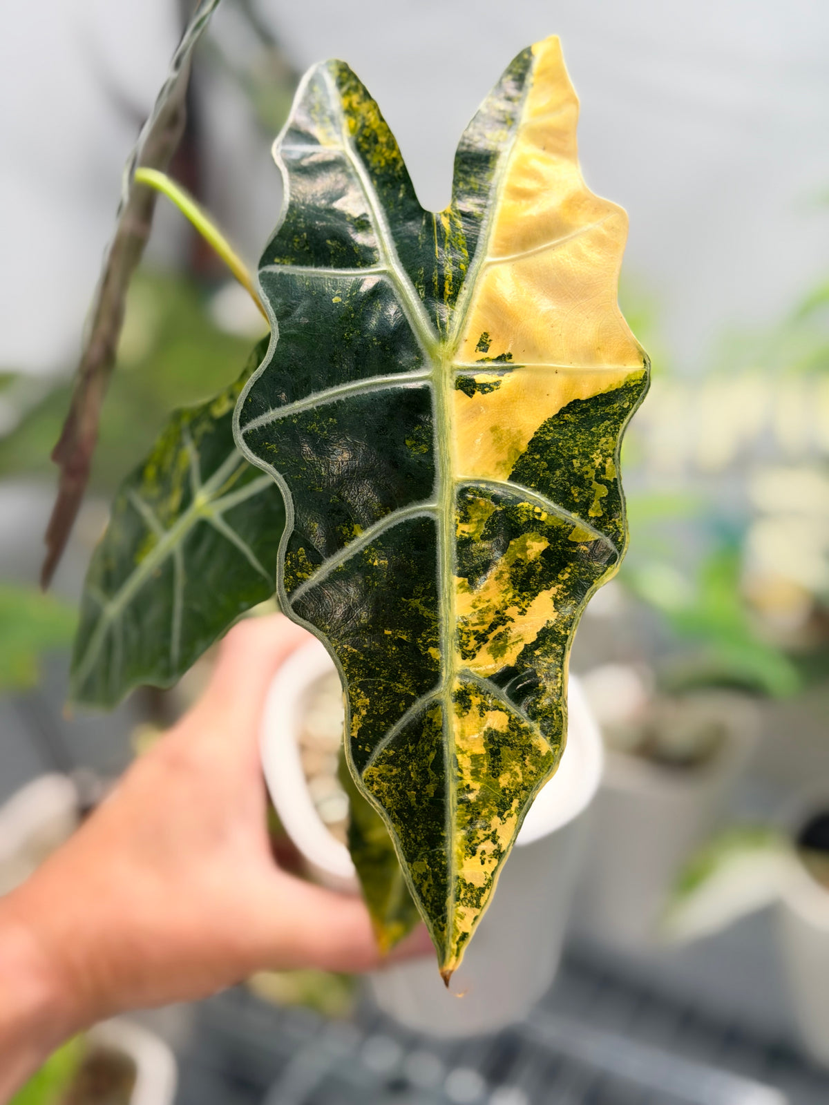 Alocasia sanderiana Aurea Variegated, yellow-gold sectors across deeply lobed kris-edged leaves