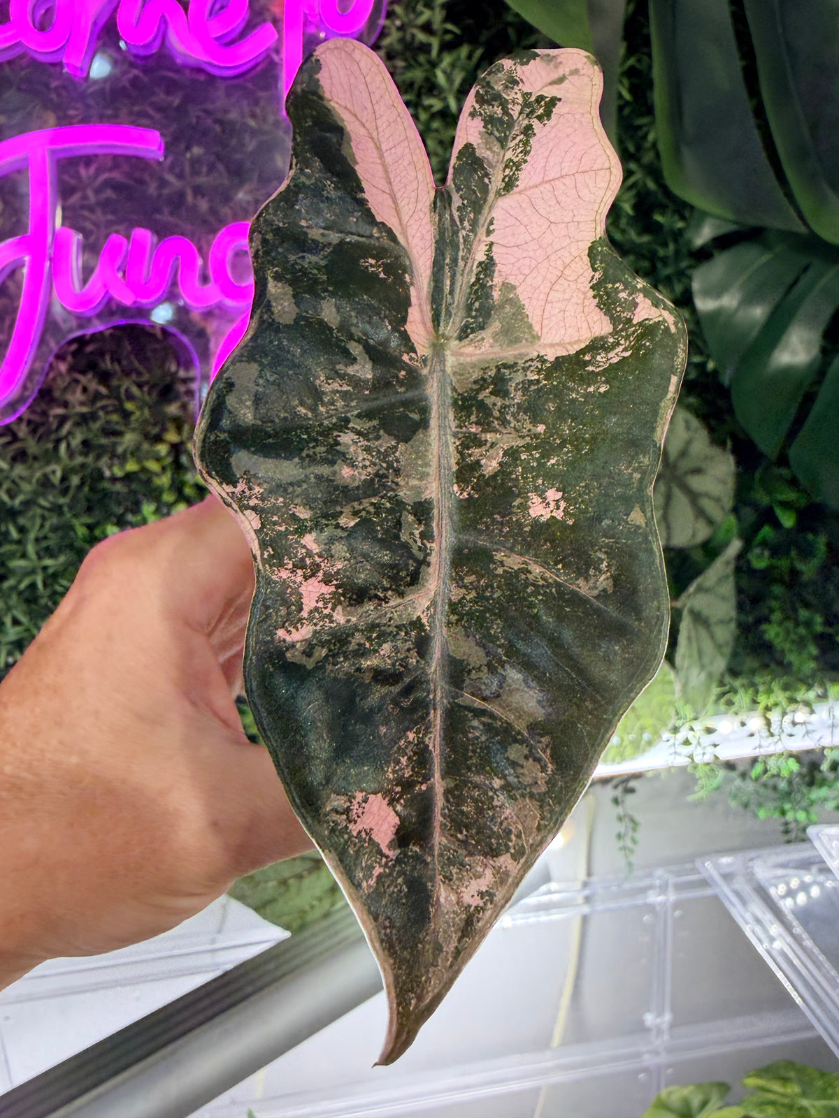 ALOCASIA PSEUDOSANDERIANA PINK VARIEGATED