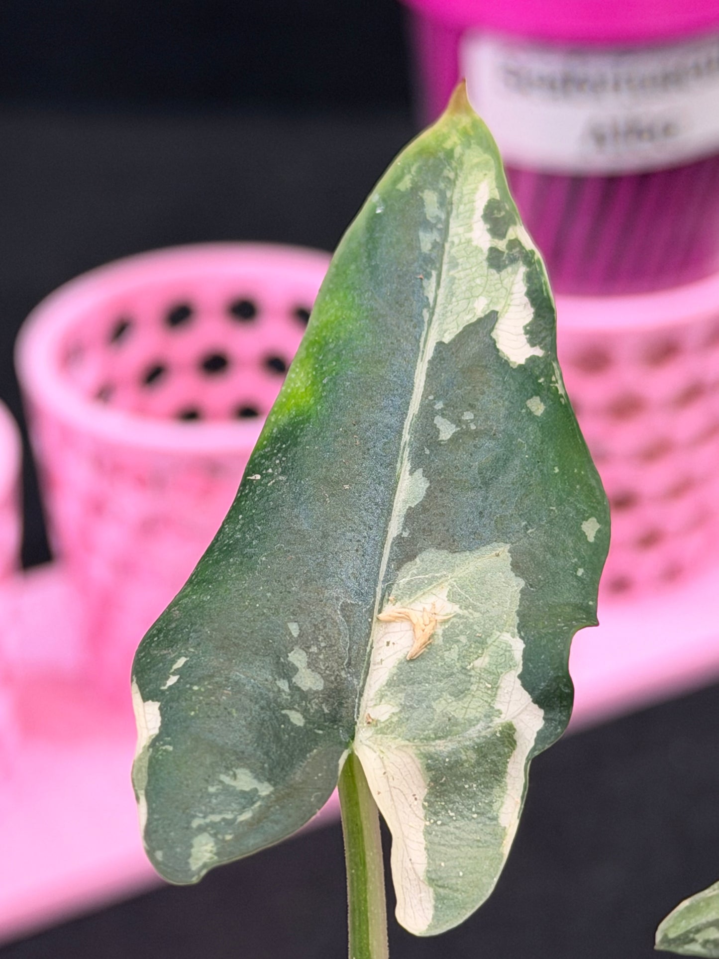 ALOCASIA SCABRIUSCULA ALBO VARIEGATED