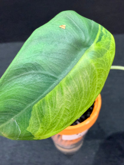 ALOCASIA VENUSTA AUREA