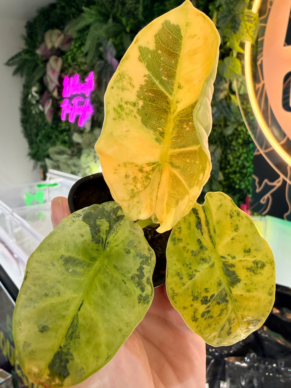ALOCASIA SINTANG NEON VARIEGATED