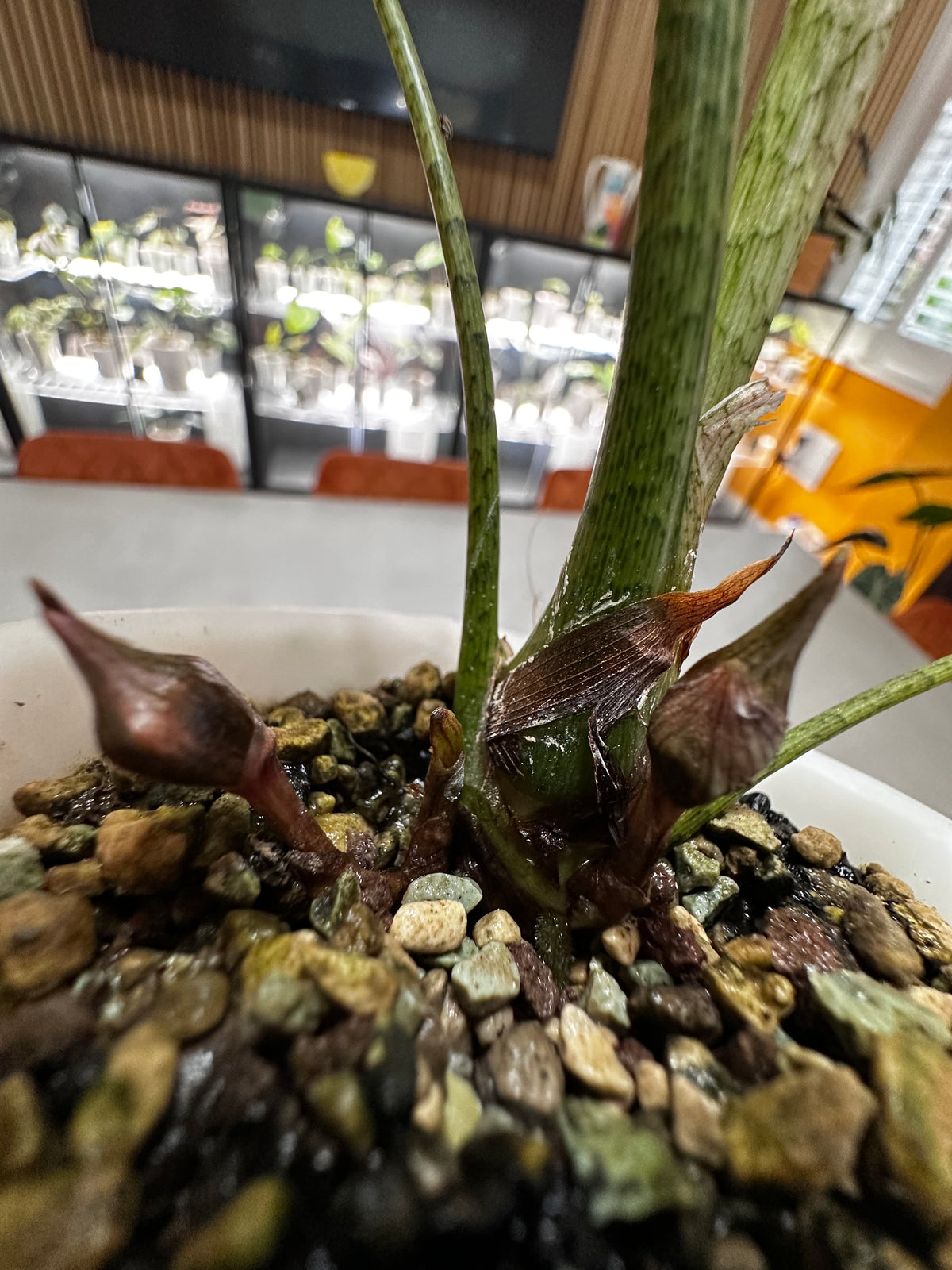 Alocasia longiloba Mint Variegated, cool green-white mint sectors over silver serpentine venation