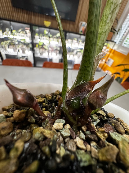 ALOCASIA LONGILOBA MINT VAREIGATED